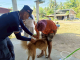 โครงการสัตว์ปลอดโรค คนปลอดภัย จากโรคพิษสุนัขบ้า ตามพระปณิธานศาสตราจารย์ ดร.สมเด็จเจ้าฟ้าฯ กรมพระศรีสวางควัฒน วรขัตติยราชนารี ประจำปีงบประมาณ 2569